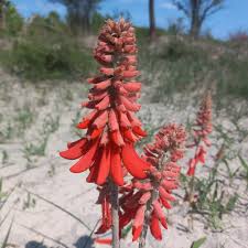 Image result for Multidentia concrescens