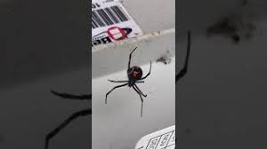 Black widow spider bites can be dangerous, especially to young children and elderly people. Black Widow Spider In Toms River Nj Youtube