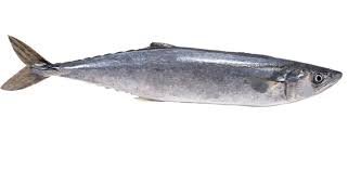 Ikan tenggiri ciri khas dari ikan tenggiri adalah kulit berwarna putih dan rasanya yang kuat. 35 Trend Terbaru Gambar Sketsa Ikan Tenggiri Tea And Lead