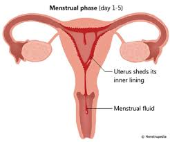 phases of menstrual cycle