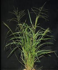 Image result for Digitaria compressa