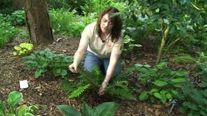 While this evergreen beauty loves shade and. Hardy Evergreen Ferns Millie Davenport Youtube