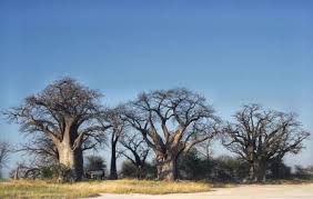 Nxai Pan National Park Gweta Ticket Price Timings Address Triphobo