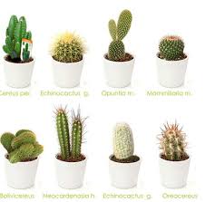 12 Ideas De Nombres De Cactus Nombres De Cactus Cactus Plantas Suculentas