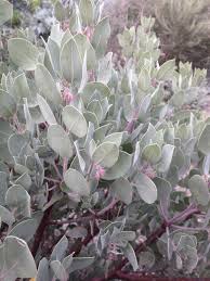 Image result for Heterotis canescens