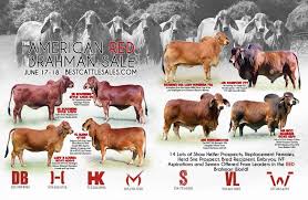 We are best known for raising quality brahman cattle for building foundation herds, replacement cattle. Hk Cattle On The American Red Brahman Sale Hk Cattle