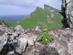 Image result for Sida serratifolia