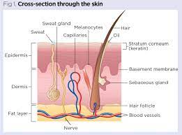 Stretching across the total area of about twenty (20) square feet, the skin is the largest organ of your human body that consists of three major layers, namely, dermis, epidermis and hypodermis. Skin 1 The Structure And Functions Of The Skin Nursing Times