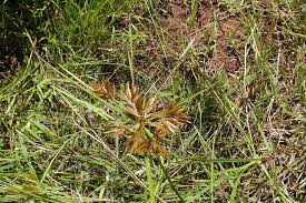 Image result for Pycreus macrostachyus