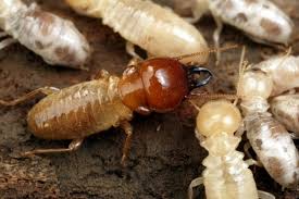Get info on cox pest control. Cox Pest Control Management 1432 Ne Wayne St Arcadia Fl Pest Control Mapquest