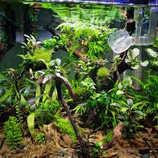 Image result for Bolbitis