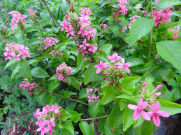 Image result for Millettia usaramensis