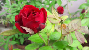 We did not find results for: Mind Blowing Rose Collection Beautiful Rose Garden Terrace Garden Youtube