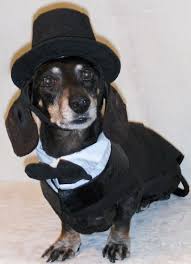 Deago Needs This For The Wedding Dog Tuxedo Black Dachshund Dachshund