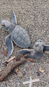 Newly hatched sea turtles emerge from the sand and make their way to the  ocean. Only a small percentage will survive to adulthood, which is why  protecting nesting beaches matters., Captured by ...