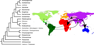 Image result for Thelepogon