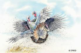 1 turkey and unlimited varmints; Test Your Knowledge With Turkey Hunting Quiz Tpw Magazine March 2012