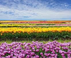 Ellen Lorch (ellen_lorch)