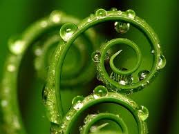 Spirals Patterns In Nature Abstract Photography Example Of Abstract