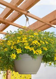 Image result for Bidens flagellata