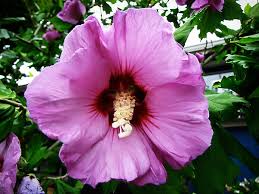 Image result for Hibiscus meyeri