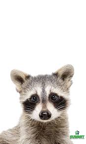 Should a raccoon get into the wall voids, it will make a lot of noise. I Am About To Have My Babies In Your Attic Are You Hearing Thumping Or Whining Noises Coming From Above Your Head Baby Animal Printables Animal Photo Animals