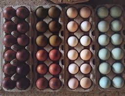Pin On Eggcellent Eggs