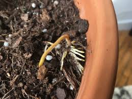 We did not find results for: Exposed Roots On Fiddle Leaf Fig See Pics