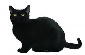 The cat's eye center may appear green, copper, and gold. Bombay Cat Breed Profile Petfinder