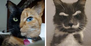 But you've yet to see some of the whackiest cats in town. 17 Cats With Breathtakingly Unique Fur Patterns
