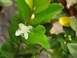 Image result for Eugenia capensis