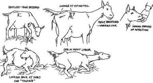 Ahmedatheism gambar sapi dan kambing untuk mewarnai. 50 Sketsa Gambar Hewan Kambing Terbaik Gambar Hewan