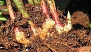 Hal ini bertujuan untuk menghemat lahan serta memaksimalkan hasil panen yang melimpah. 4 Langkah Mudah Menanam Jahe Dalam Pot