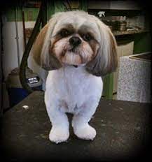 Maybe you would like to learn more about one of these? 39 Shih Tzu Boo Ideas Shih Tzu Shih Tzu Dog Shih Tzu Puppy