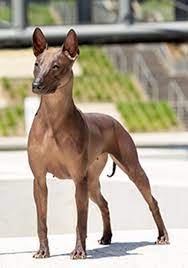 Check out inspiring examples of xoloscuintles artwork on deviantart, and get inspired by our community of talented artists. Xoloitzcuintle Mex Hairless Std Breeds A Z Kennel Club