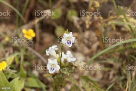 Image result for Justicia striata