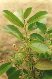 Image result for Anisophyllea boehmii