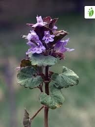 Image result for Glechoma  hederacea