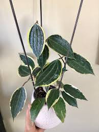 Image result for Carvalhoa macrophylla