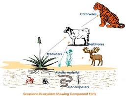 Ecosystem Ecosystems Herbivorous Animals Carnivorous Animals
