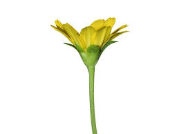 Image result for Guizotia scabra