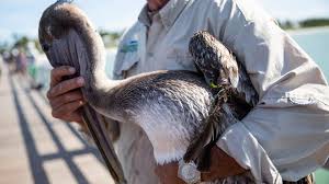 The australian pelican has the largest bill of any bird on our planet. Von Arx Wildlife Hospital Rehabs Pelicans Injured By Fishing Tackle