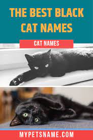 Best Black Cat Names Cat Names Cool Pet Names Black Cat