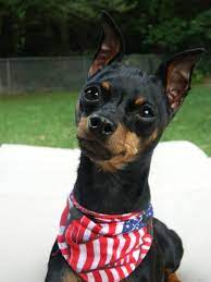 Pin Em Dog Insurance