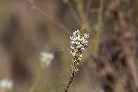 Image result for Hebenstretia angolensis