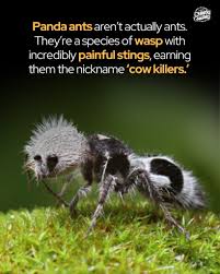 Image result for panda ant