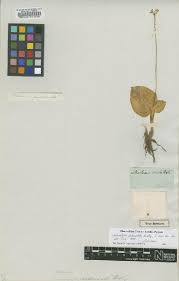 Image result for Malaxis schliebenii