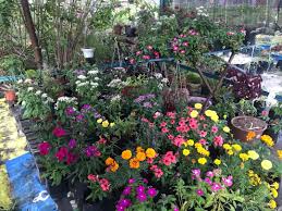 ~ pemilihan biji benih yang baik penting untuk pembiakan setiap tumbuhan. Bunga Rm5 Home Furniture Gardening On Carousell