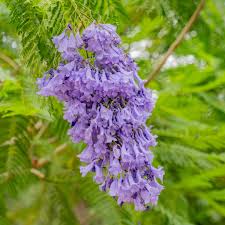 Image result for Jacaranda mimosifolia