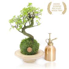 premium branded kokedama bonsai gift set